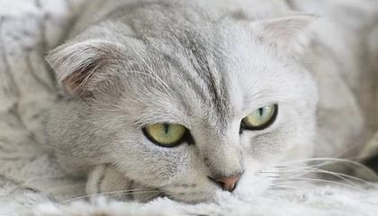 比特币一小时暴跌8000美元，到底发生了什么？