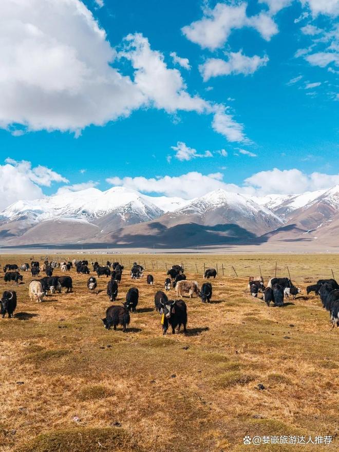 西藏(西藏洛隆红色昌都活动落幕)