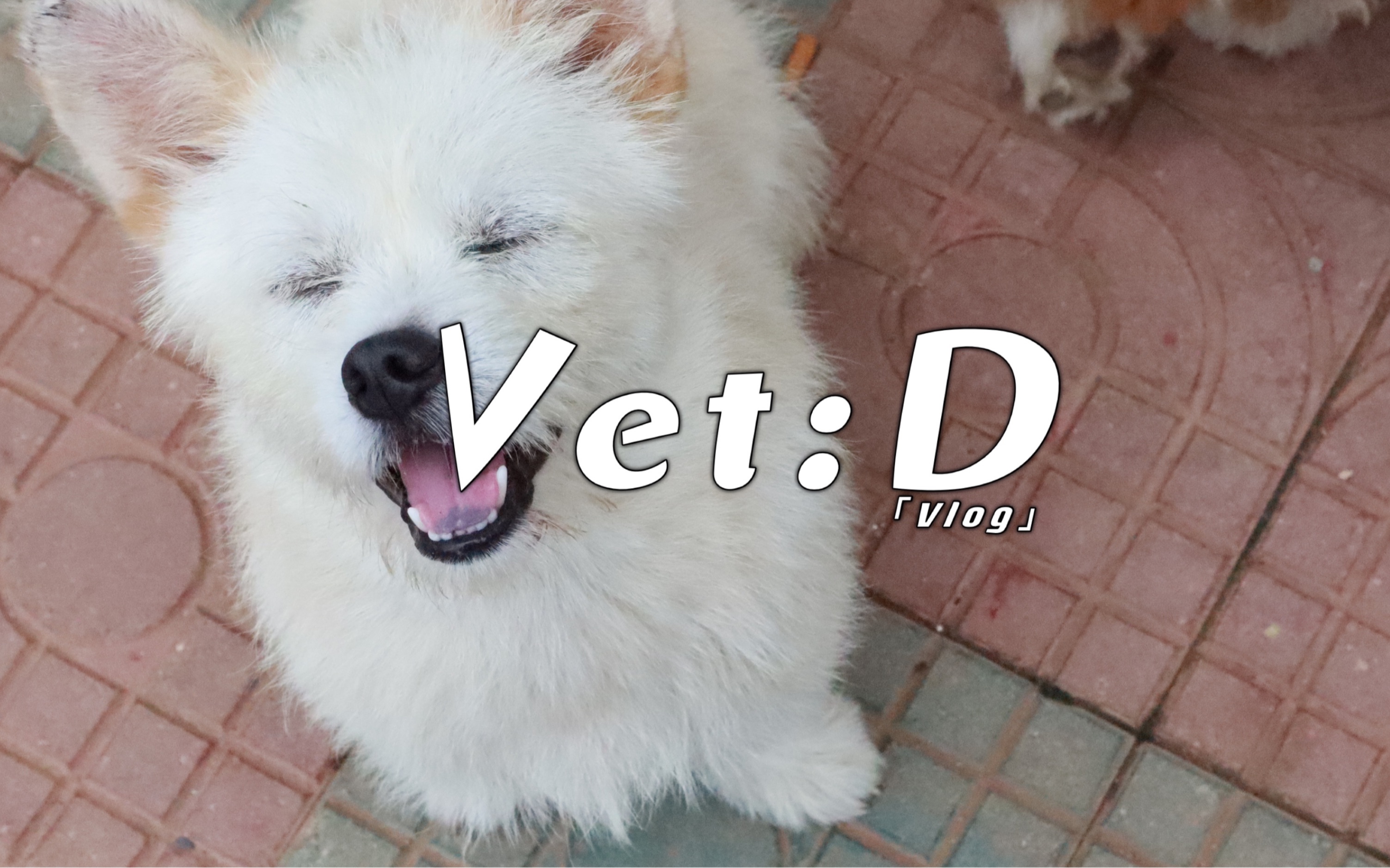 vet(vet翻译) vet(vet翻译)